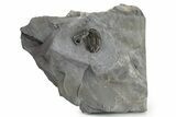 Isoteloides Flexus Trilobite - Fillmore Formation, Utah #226173-1